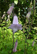 Image of African foxglove