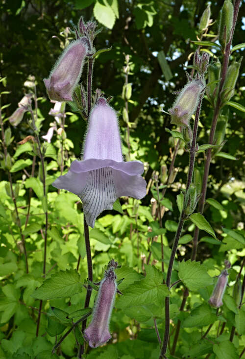 Image of African foxglove