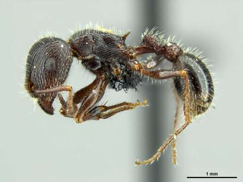 Image of <i>Tetramorium margueriteae</i>