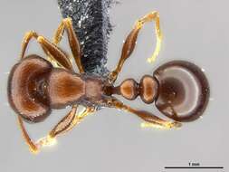 Image of Red Desert Fierce ant