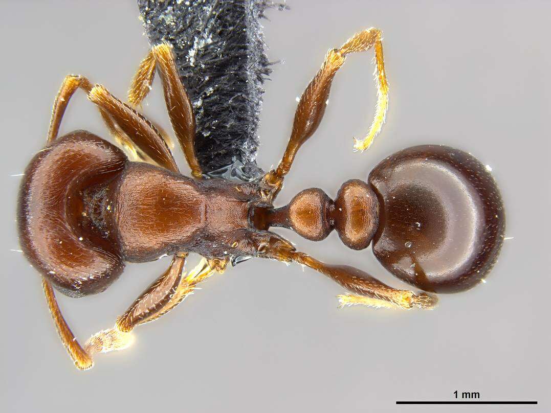 Image of Tetramorium glabratum Stitz 1923