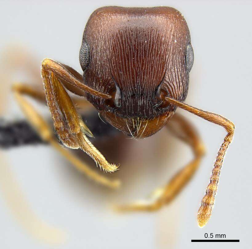 Image of Red Desert Fierce ant