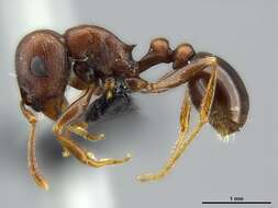 Image of Red Desert Fierce ant