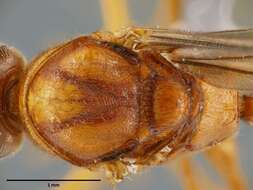 Image of Anochetus mixtus Radchenko 1993