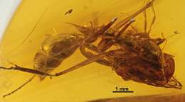 Image of Odontomachus spinifer De Andrade 1994