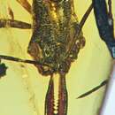 Image of Anochetus exstinctus De Andrade 1994