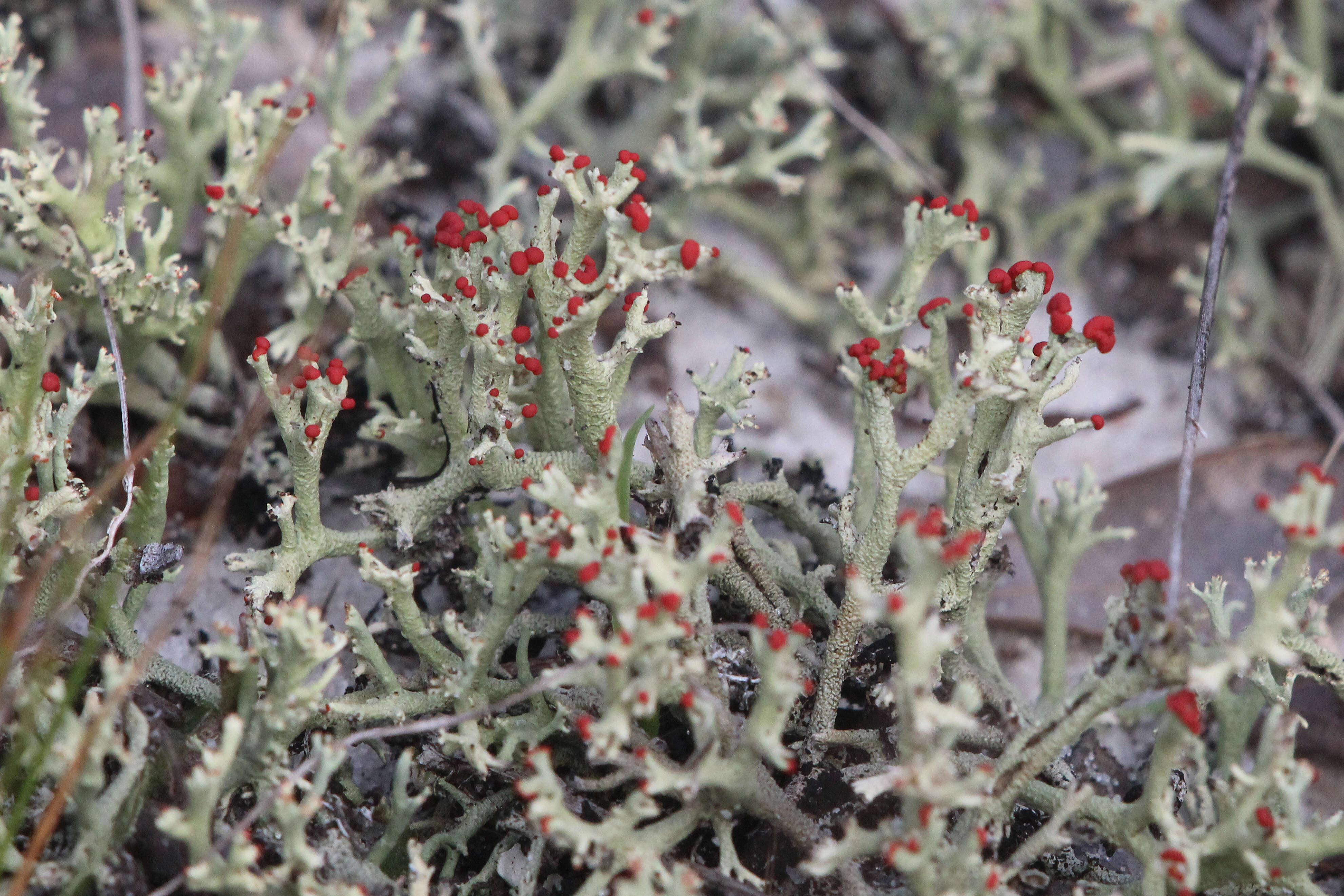 Image of cup lichen