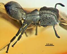 Image of Cephalotes dieteri Baroni Urbani 1999