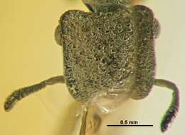 Image of Cephalotes dieteri Baroni Urbani 1999