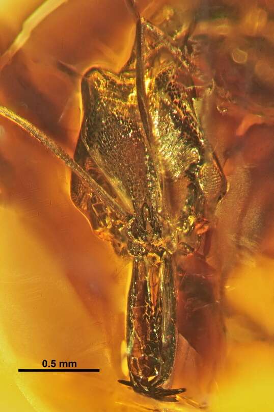 Image of Anochetus dubius De Andrade 1994