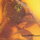Image of Proceratium dominicanum