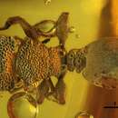 Image of Cephalotes serratus (Vierbergen & Scheven 1995)
