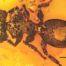 Image of Cephalotes squamosus (Vierbergen & Scheven 1995)