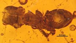 Image of Cephalotes dieteri Baroni Urbani 1999