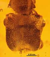 Image of Cephalotes dieteri Baroni Urbani 1999