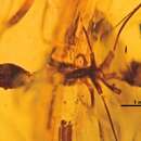 Image of Leptomyrmex neotropicus Baroni Urbani 1980