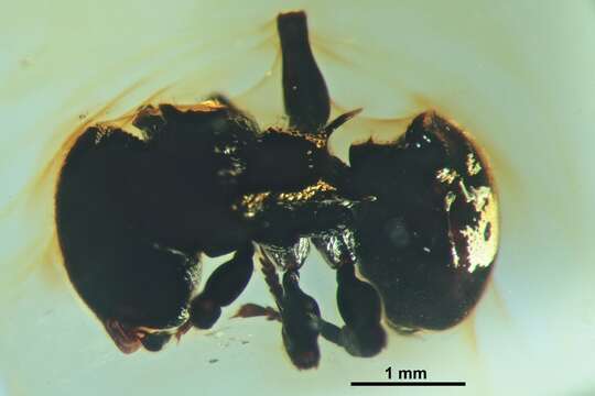 Image of Cephalotes taino De Andrade 1999