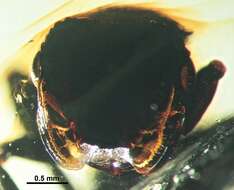 Image of Cephalotes taino De Andrade 1999