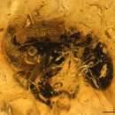 Image of Cephalotes resinae De Andrade 1999