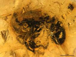 Image of Cephalotes resinae De Andrade 1999