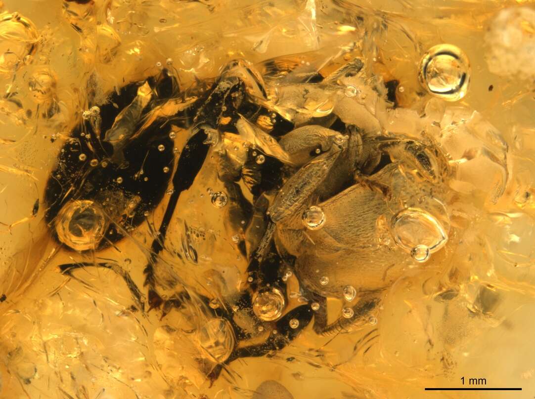 Image of Cephalotes resinae De Andrade 1999