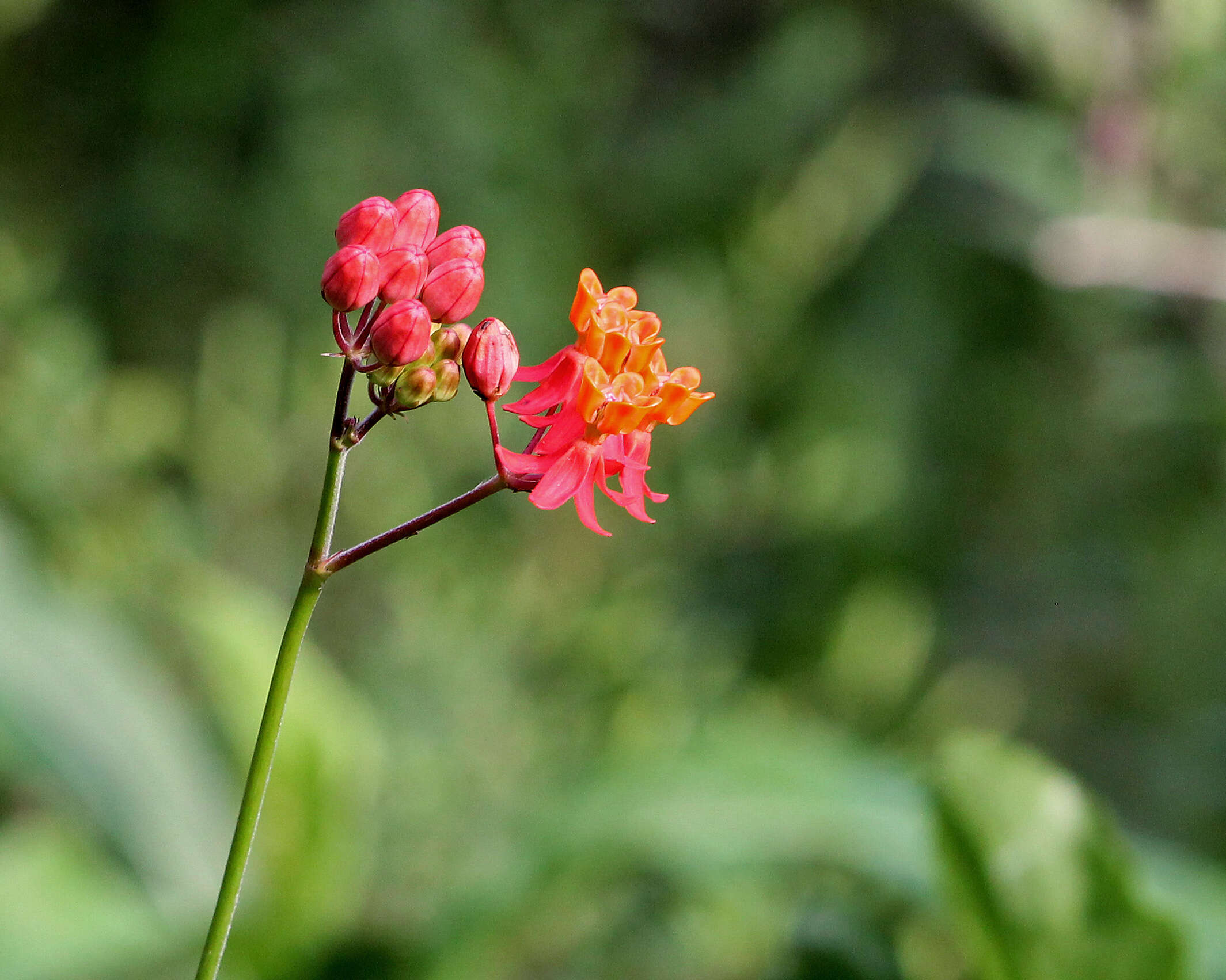 Imagem de Asclepias lanceolata Walt.