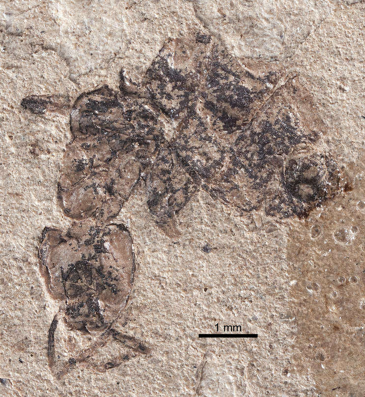 Image of Elaeomyrmex