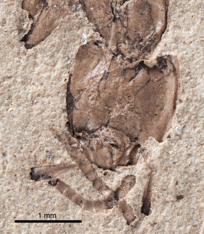 Image of Elaeomyrmex