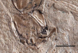 Image of Elaeomyrmex