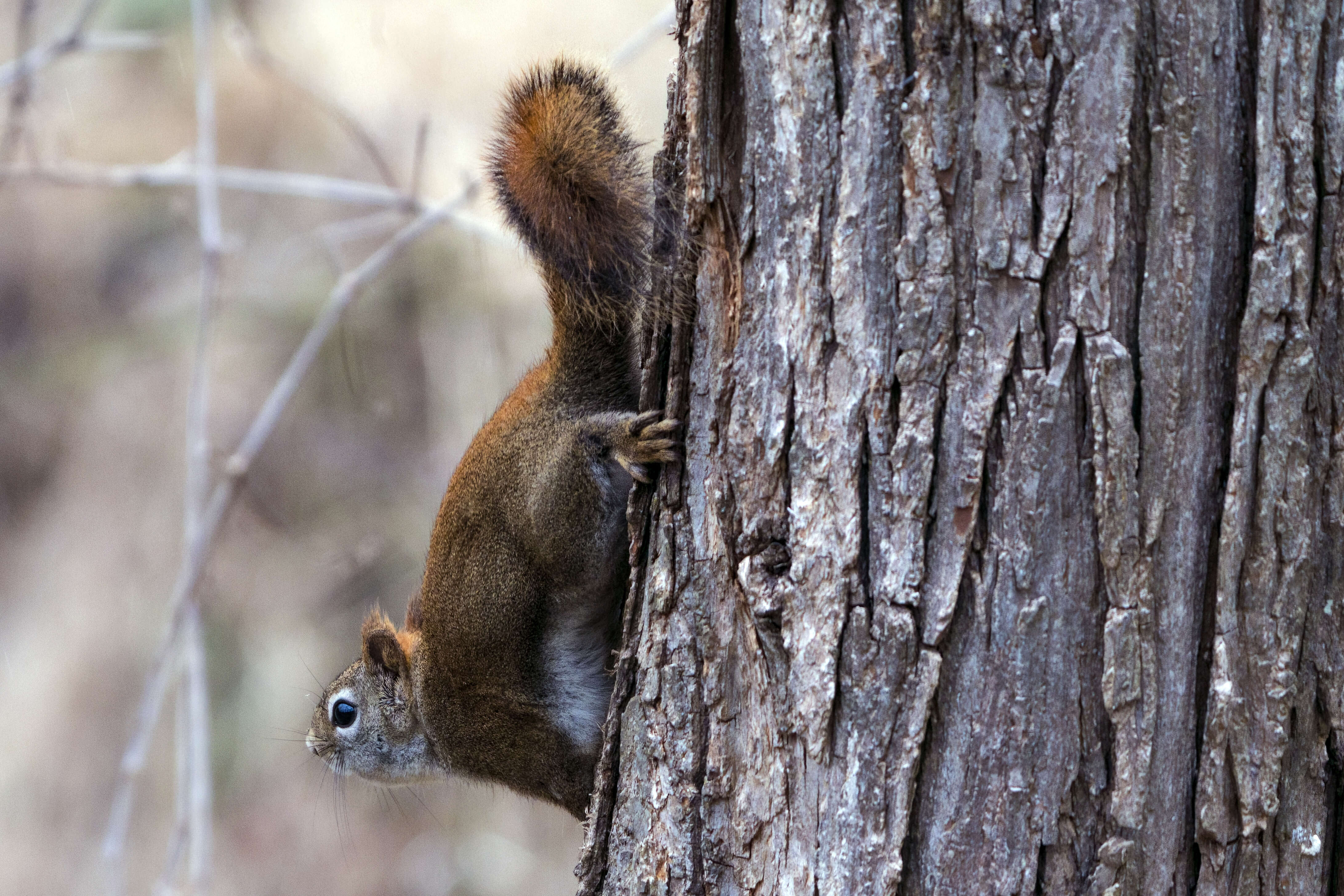 Image of pine squirrel