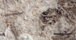 Image of Aphaenogaster mayri Carpenter 1930