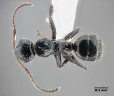 Image of Camponotus propinquus Mayr 1887