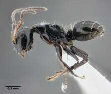 Image of Camponotus propinquus Mayr 1887