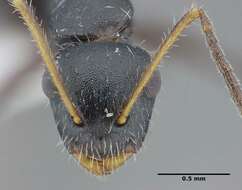 Image of Camponotus propinquus Mayr 1887