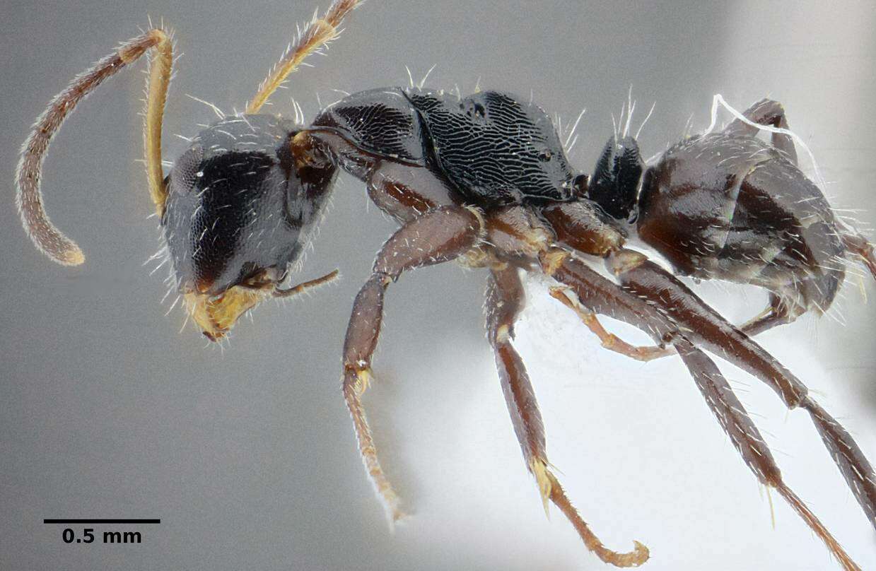 Image of Camponotus propinquus Mayr 1887