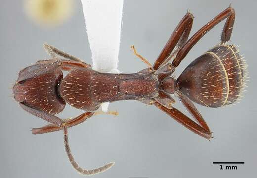 Image of Camponotus leydigi Forel 1886