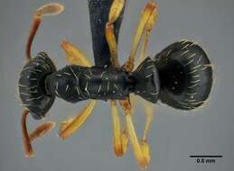 Image of Thaumatomyrmex contumax Kempf 1975