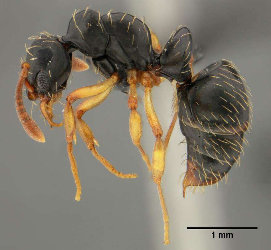 Image of Thaumatomyrmex contumax Kempf 1975