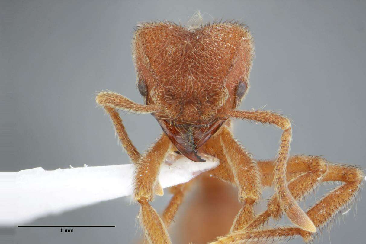 Image of Sericomyrmex saussurei Emery 1894