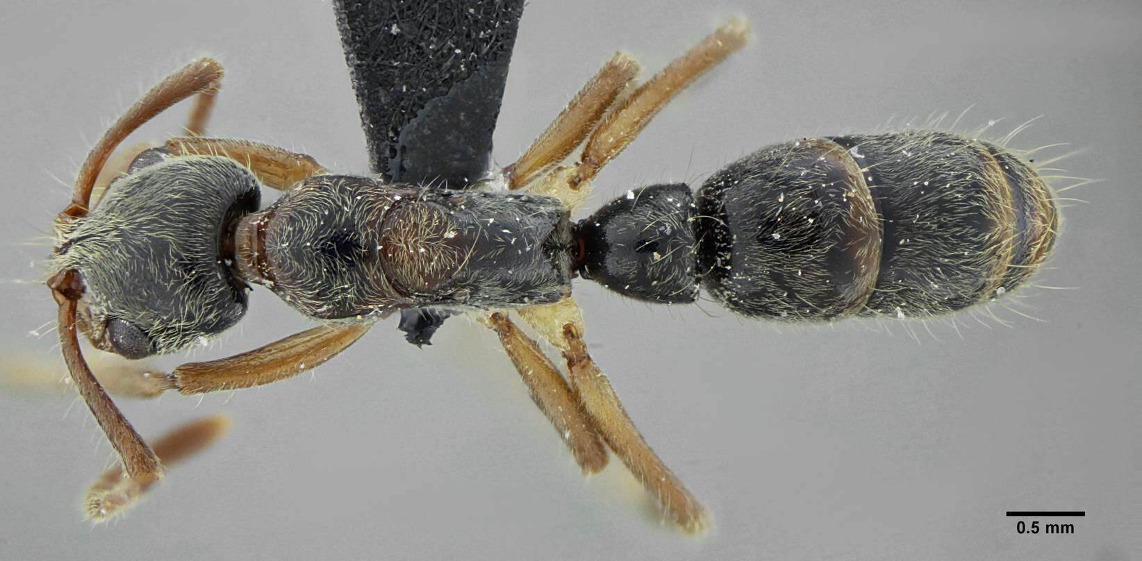 Image of Neoponera crenata