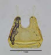 Image of Eurhopalothrix bruchi (Santschi 1922)