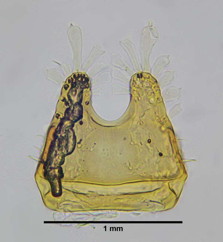 Image of Eurhopalothrix bruchi (Santschi 1922)