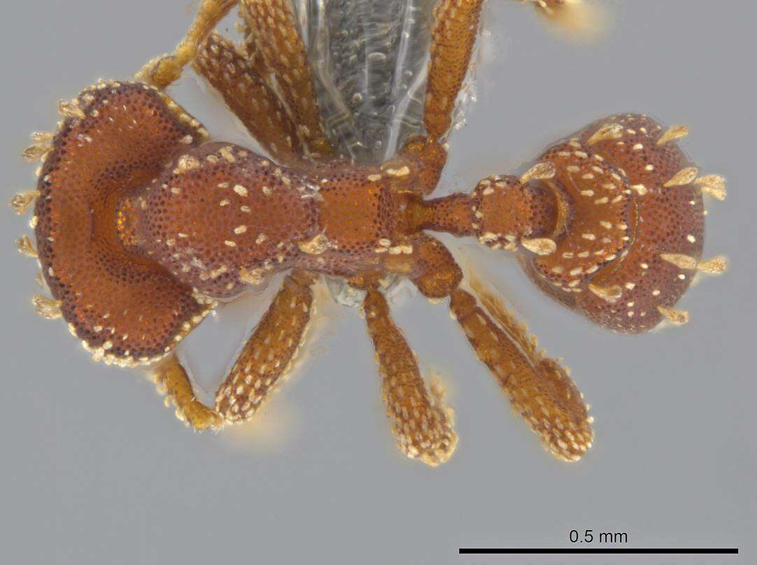 Image of Eurhopalothrix clypeata Brown & Kempf 1960