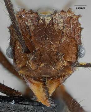 Image of <i>Acromyrmex ameliae</i> De Souza, Soares & Della Lucia