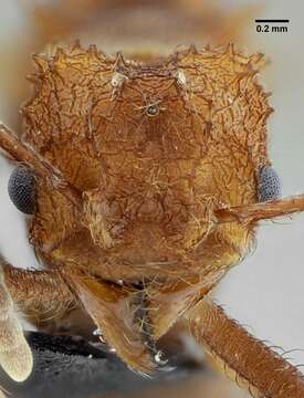 Image of <i>Acromyrmex ameliae</i> De Souza, Soares & Della Lucia