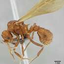 Image of <i>Acromyrmex ameliae</i> De Souza, Soares & Della Lucia