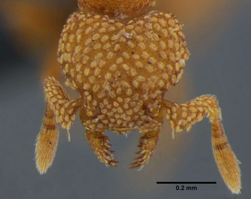 Image of Eurhopalothrix bruchi (Santschi 1922)