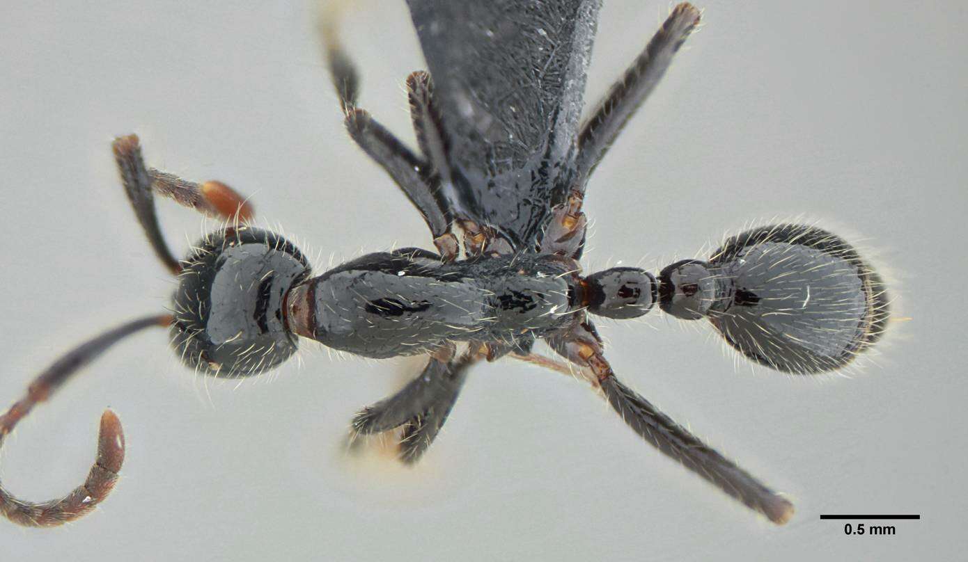 Image of Neivamyrmex pilosus (Smith 1858)