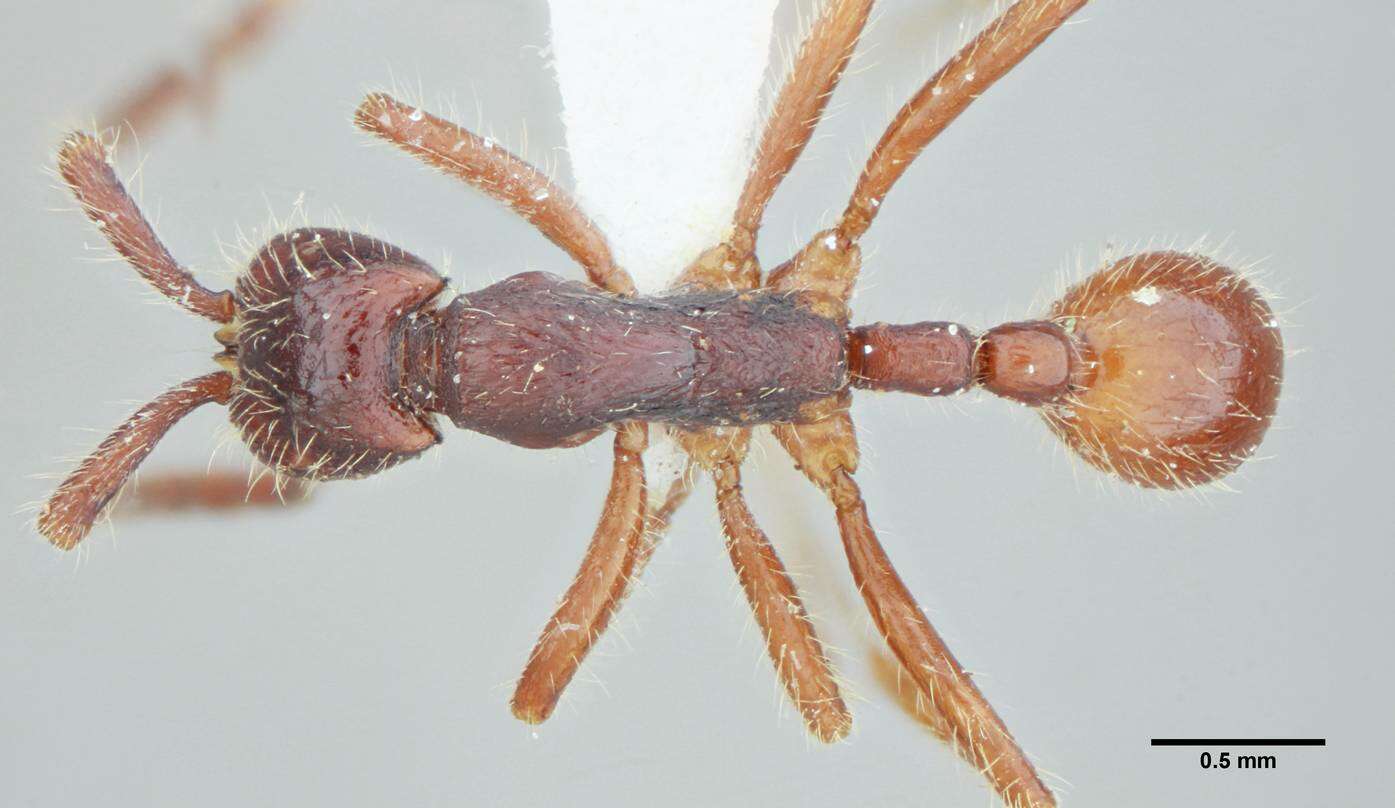 Image of Neivamyrmex minensis (Borgmeier 1928)