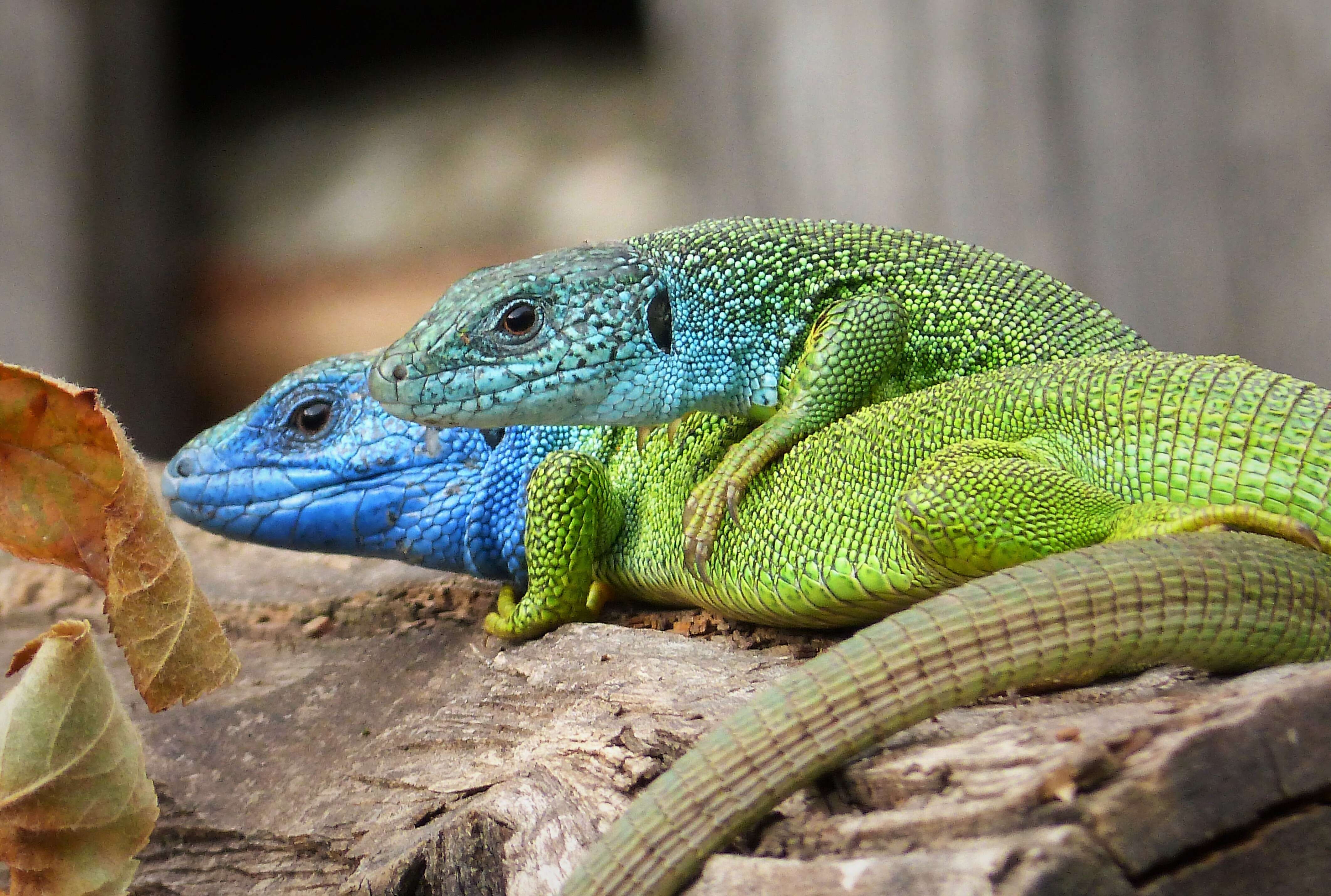 Image of green lizard